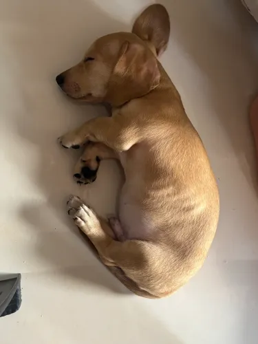 Filhotes de Dachshund