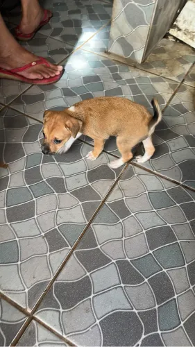 Cachorrinho pra adoção o pai é pincher e mãe vira lata