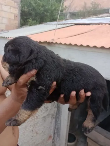 Vendo filhotes de Rottweiler