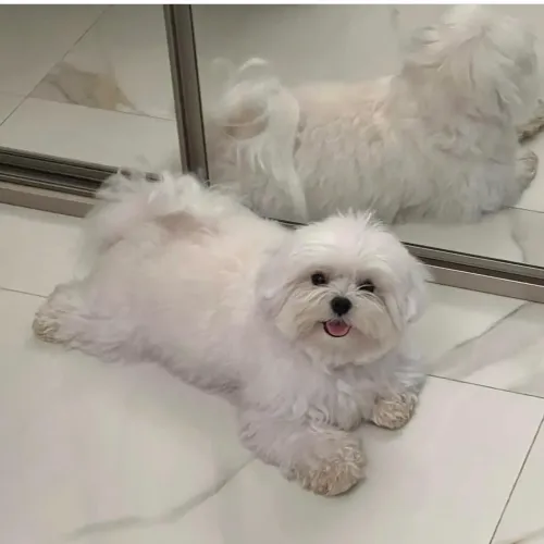 Cachorro para adoção!!