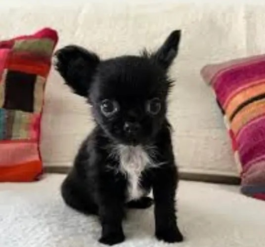Chihuahua pelo longo preta disponível 