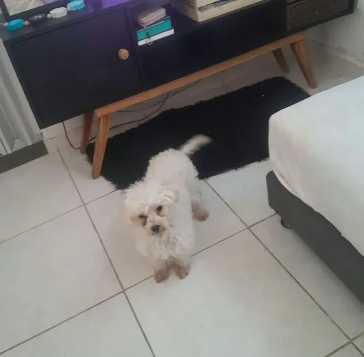 Linda fêmea de poodle toy pequena
