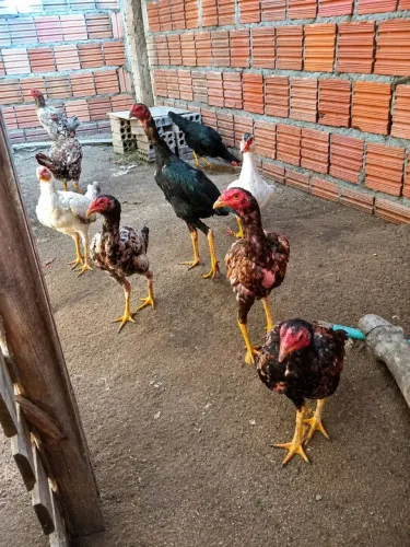 Vendo animais