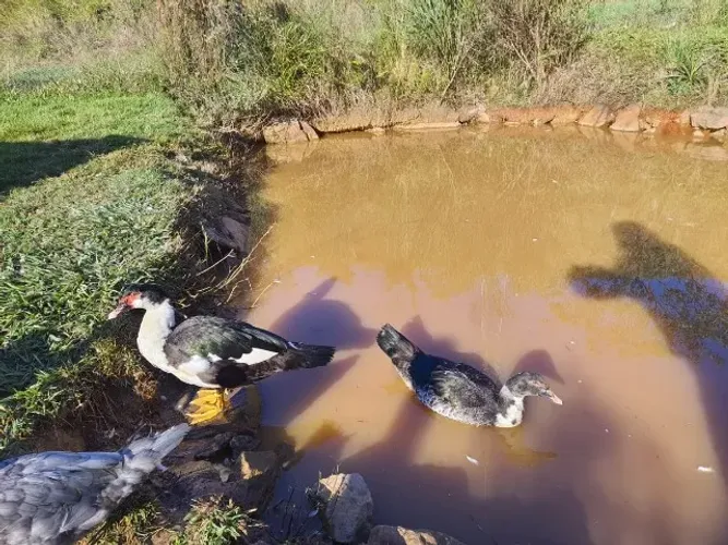 PATOS MACHOS