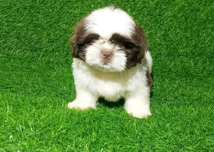 Shih-Tzu machos disponíveis