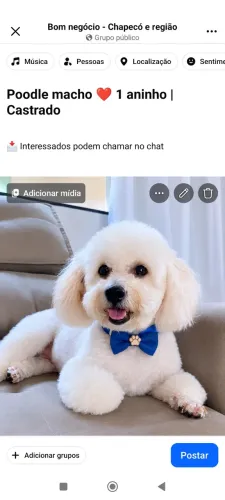 Cachorro poodle 
