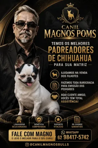 Chihuahua Filhotes e Montas