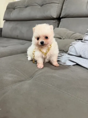 Lulu Pomerania macho e fêmea
