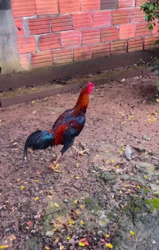 Galo