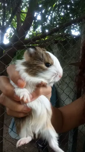 Porquinhos da índia 