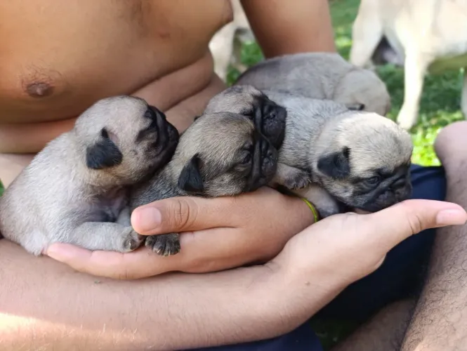 Filhotes de pug