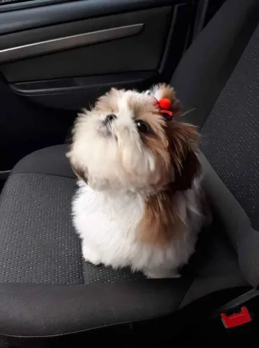 Filhote shih tzu, Seus melhores momentos estão prestes a começar!