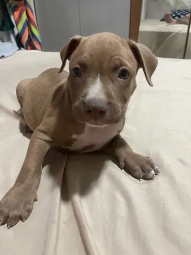 Pitbull 100%puros