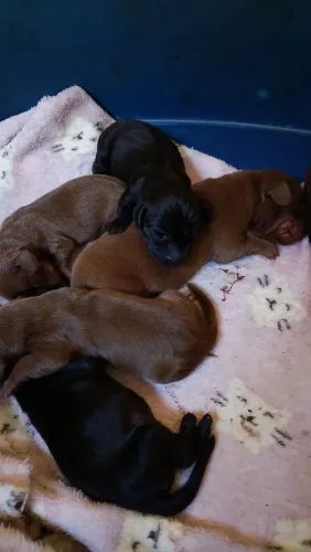 Filhote danchund