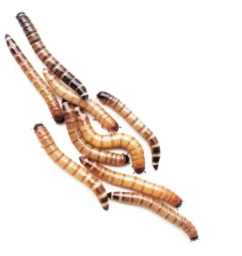 Tenebrio Gigante
