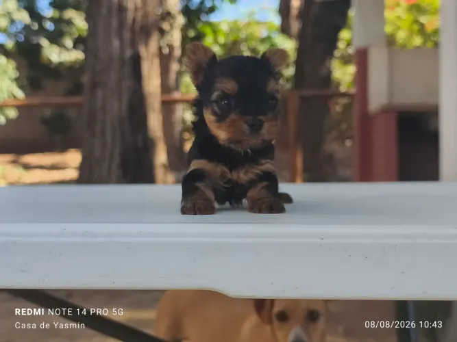 Lindos Filhotes de Yorkshire com Pedigree 