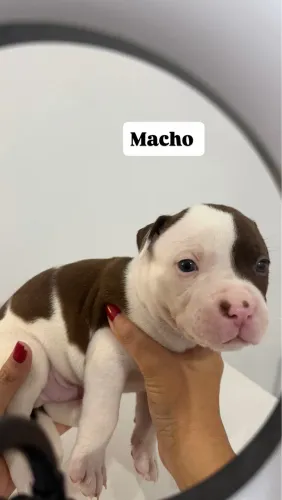 FILHOTE DE PITBULL