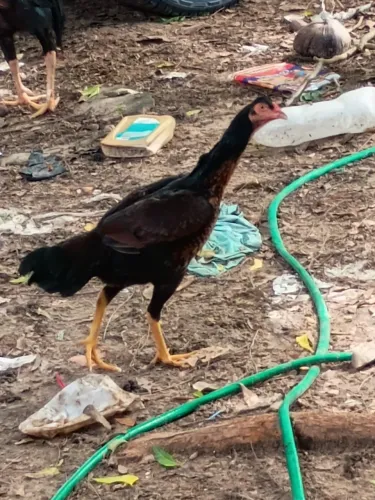 Vende-se galinha carioca