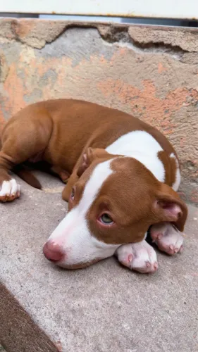 Filhotes American bully 