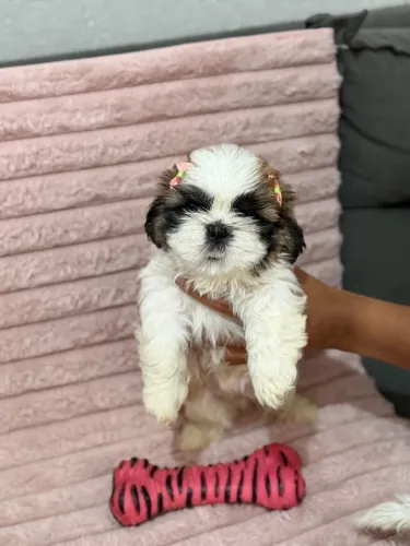 Filhote de Shih Tzu 