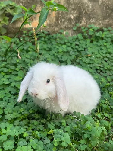 Coelho Mini Lop