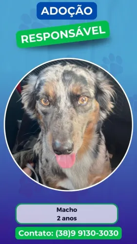 Doa-se cachorrinho 