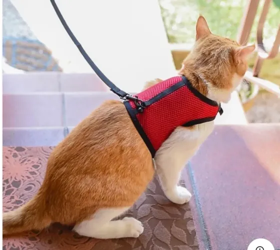 guia e peitoral ferplast jogging vermelha para gatos e pequenos pets - nunca usado