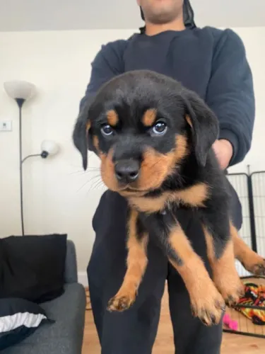 Filhote Rottweiler Fêmea Encantadora