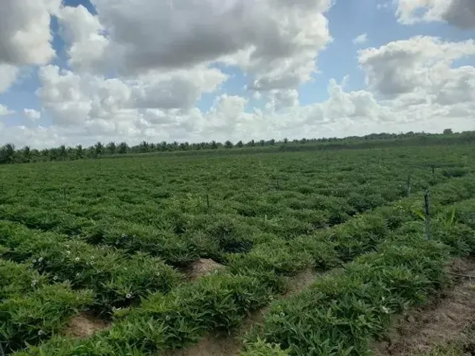 Excelente Fazenda com 84 hectares próximo a vera cruz