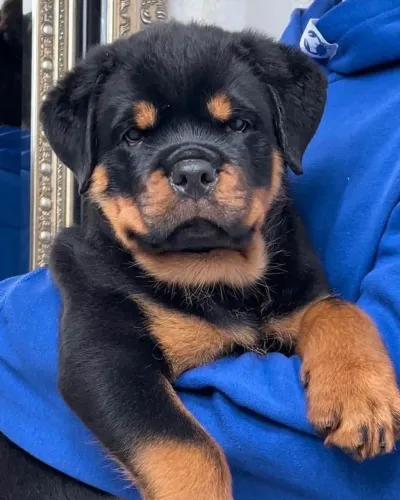 Filhote rottweiler, Seus dias ficarão mais felizes com um filhotinho por perto!
