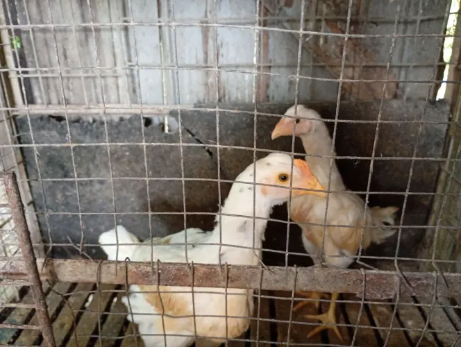 Casal de frangos índio
