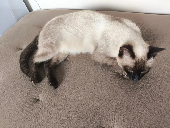 GATA FÊMEA CASTRADA PRA ADOÇÃO RESPONSÁVEL