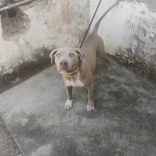 Pitbull fêmea 4 meses com todas as vacinas