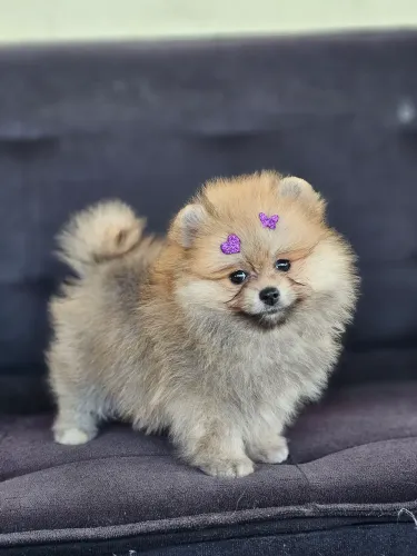Spitz Alemão fêmea Pedigree CBKC - toda vacinada