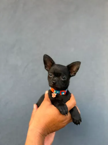 Filhote de chihuahua disponível 