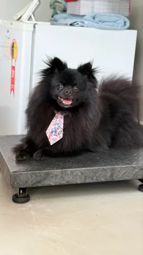 Spitz Macho Procura Namorada