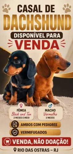 Vendo um casal de Teckel