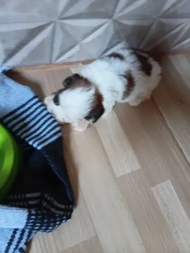 Vendo mini shirtsu 