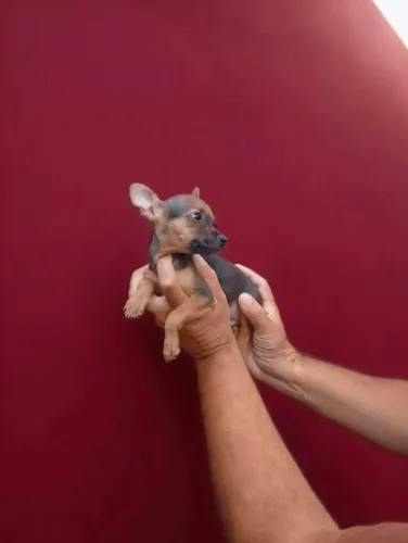 Filhotes de Pinscher - Inteligentes e Super Ativos
