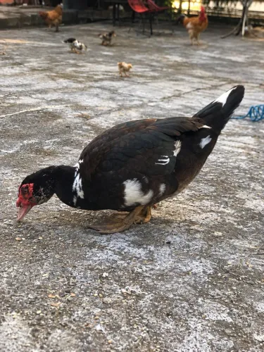 Pato vivo ou tratado