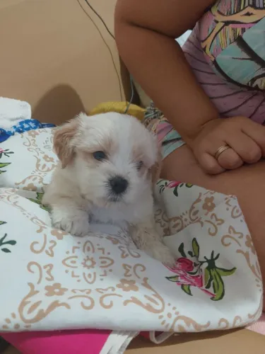 Lhasa Apso