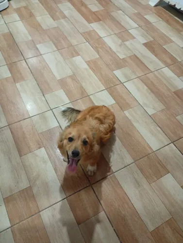 Vendo um filhote 4 meses