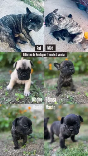 Filho de Bulldog Francês