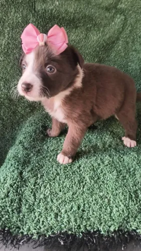 Boder Collie 