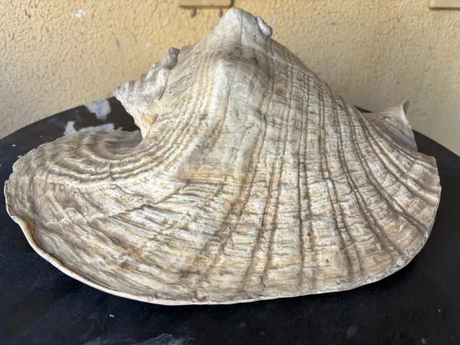 Concha do Mar Gigante - Espécie Cassis Tuberosa (Búzio-de-Chapéu)
