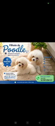 Poodle micro toy macho.
