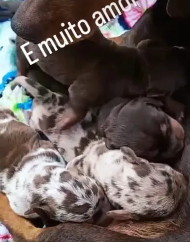 dachshund basset salsicha mofadinhos filhote
