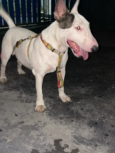 Cachorro