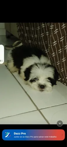 Shih Tzu Macho - 3 meses  ?