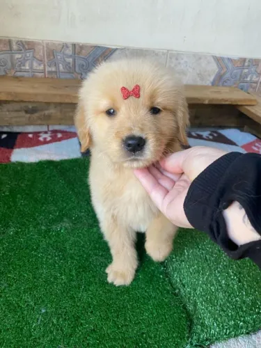 GOLDEN RETRIEVER AMOROSO